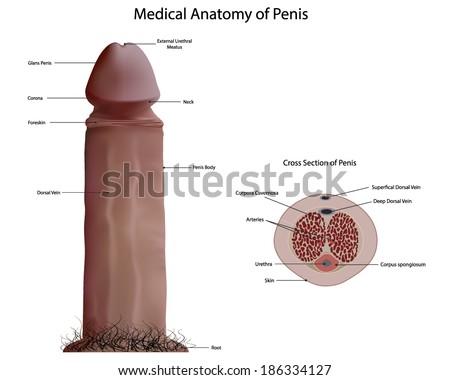 of medical penis pictures