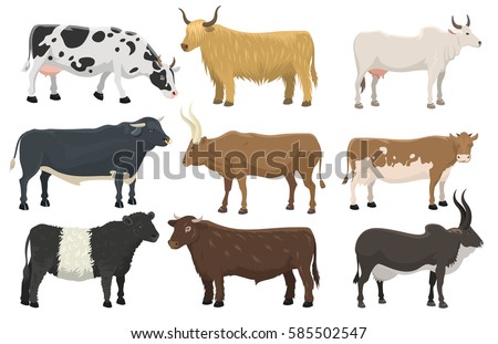 Set Bulls Cows Farm Animal Cattle Stock Vector 585502547 - Shutterstock