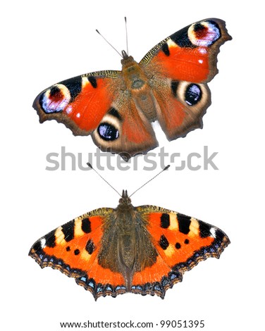 Admiral Butterfly Stock Photos, Images, & Pictures | Shutterstock