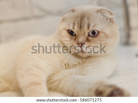 Fluffy Striped Gray Beautiful Kitten Breed Stock Photo 80010439 ...