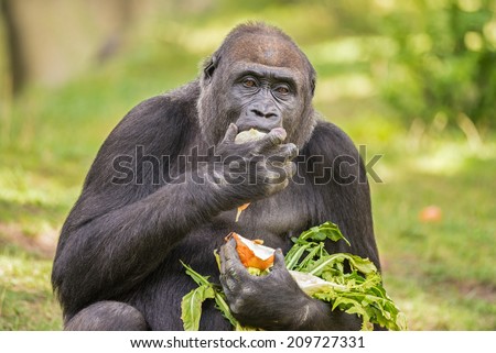 Gorilla Diet Meat And Vegetables