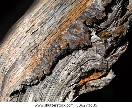 mountain pine beetle essays Find and download essays and research papers on beetle. mountain pine beetle essays Find and download essays and research papers on beetle.