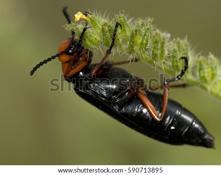 Blister Beetle Stock Images, Royalty-Free Images 