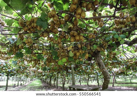 Kiwi Tree Stock Images, Royalty-Free Images & Vectors | Shutterstock