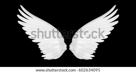 White Dove Flight 2 Stock Photo 2390163 - Shutterstock