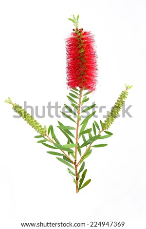 Bottle-brush Stock Photos, Royalty-Free Images & Vectors - Shutterstock