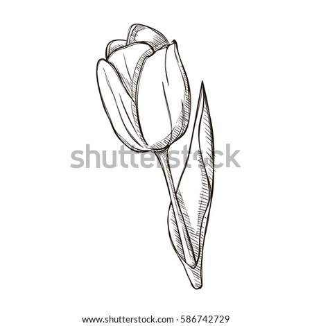 Tulip Tattoo Stock Vector 45090049 - Shutterstock