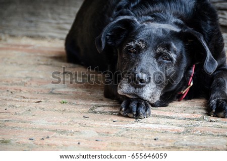 stock-photo-old-black-dog-lying-down-on-porch-looking-tired-655646059.jpg