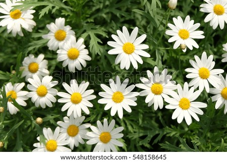 daisy flowers