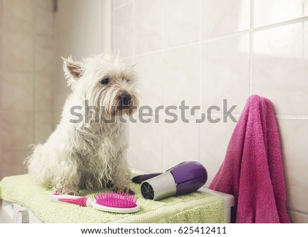 https://thumb7.shutterstock.com/display_pic_with_logo/169291758/625412411/stock-photo-home-bathing-cute-west-highland-white-terrier-dog-625412411.jpg