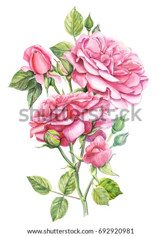 Pink Rose Bush Original Watercolor Painting Stock Illustration ...