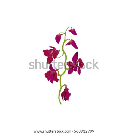 Purple orchid, isolated branch oh white background. Vector illustration