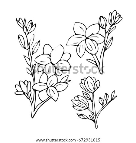 Floral Outline Silhouette Flowers Contour Drawing Stock Vector ...