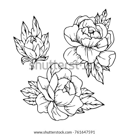 Peony Vector Illustration Doodle Style Design Stock Vector 761647591 ...