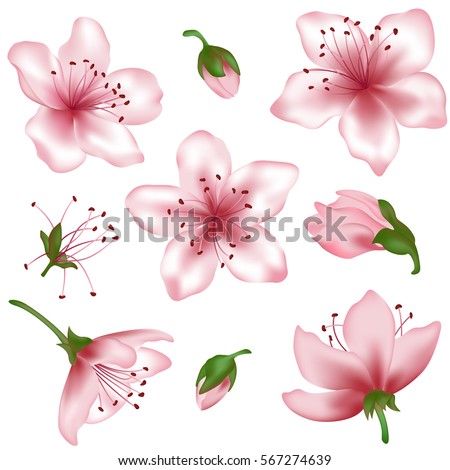 Vector spring blossom - pink flower set. Flower and bud realistic illustrations — peach blooming, apricot bloom, sakura or cherry blossom. Vector icon set, isolated on white. Element for spring design