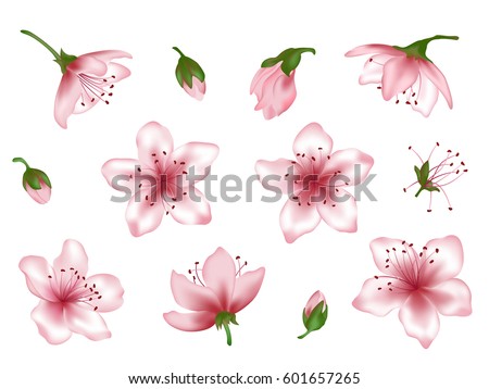 Extended spring flower blossom vector illustration set. Pink blooming cherry, peach, apple or apricot design elements. Bloom flower collection, vector tree blossom elements with pink petals. Bud icon.