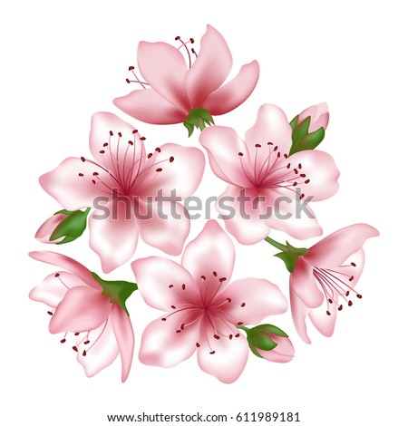 Spring tree blossom bunch vector illustration isolated on white. Flowers and buds graphic design. Pink blooming decorative elements. Japanese cherry, peach or apple tree blossom flowers vector.
