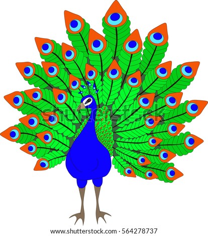 Peacock Stock Vector 564278737 - Shutterstock