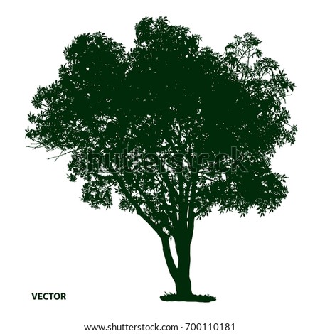 Dark Green Tree Silhouette On White Stock Vector 700110181 - Shutterstock
