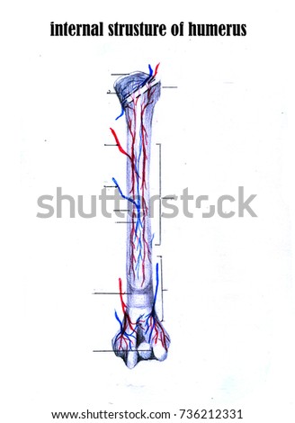 Humerus Stock Images; Royalty-Free Images & Vectors | Shutterstock