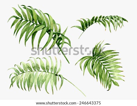 Watercolor Palm Leaves Isolated On White Stock Vector 195015764 ...
