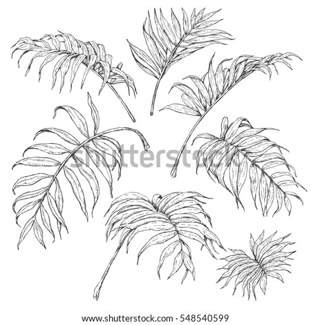 Watercolor Palm Leaves Isolated On White Stock Vector 195015764 ...