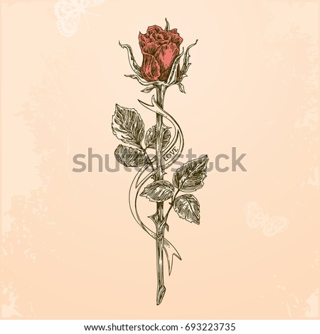 rose stem stock images royalty free images u0026 vectors shutterstock rose stem stock images royalty free images u0026 vectors shutterstock