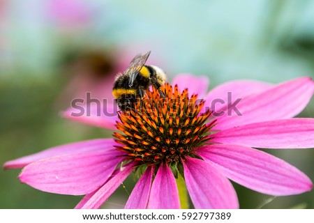 Bumblebee Stock Images, Royalty-Free Images & Vectors | Shutterstock