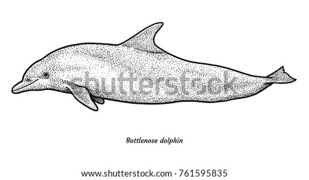 Dolphin Outline Stock Images, Royalty-Free Images & Vectors | Shutterstock