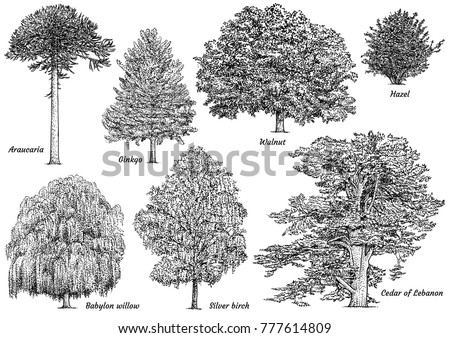 Walnut Tree Stock Images, Royalty-Free Images & Vectors | Shutterstock