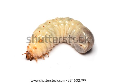 larvae larva protaetia cetoniinae shutterstock vectors royalty