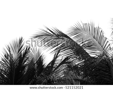 Beautiful Palms Leaf On White Background Stock Photo 362975090 ...