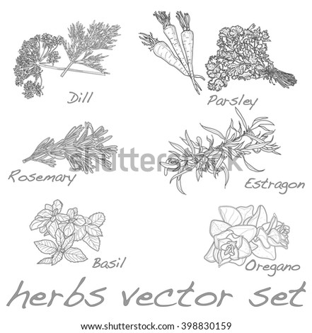 Provencal Herbs Outline Set Outline Herbs Stock Vector 253810525 ...