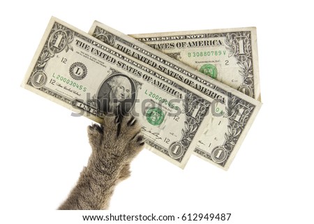 cats paw pulls three dollars stock photo edit now 612949487