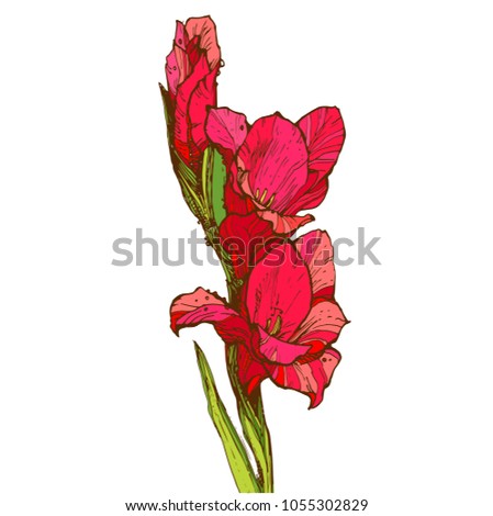 Gladiolus Stock Images, Royalty-Free Images & Vectors | Shutterstock