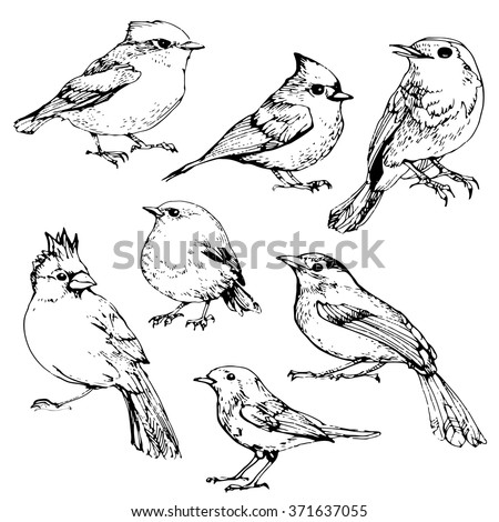 Bird Line Drawing Stock Images, Royalty-Free Images & Vectors