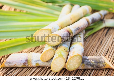 Close up Sugarcane