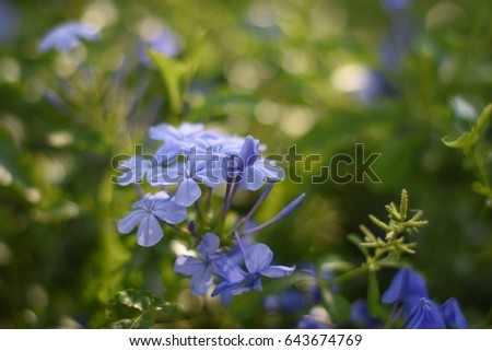 Caryophyllales Stock Images Royalty-Free Images Vectors 