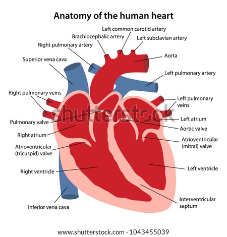 Heart Diagram Stock Images, Royalty-Free Images & Vectors ...