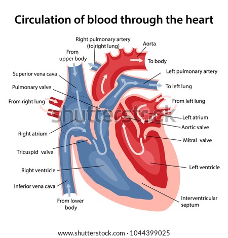 Human Heart Anatomy Stock Images, Royalty-Free Images ...