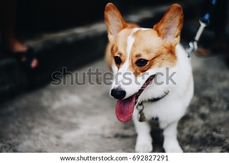 Corgi Stock Images, Royalty-Free Images & Vectors | Shutterstock