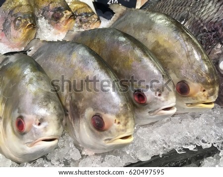 ?Frozen Braised Pomfret fish