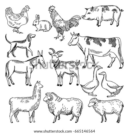 Vintage Farm Animals Farming Illustration Hand Stock Vector 665146564 ...