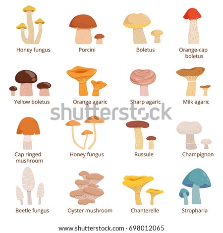 Set Drawings Mushrooms Design Menus Recipes Stock Vector 288609260 ...