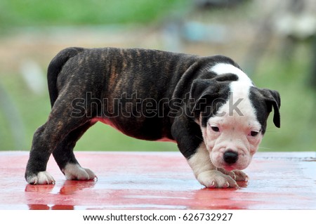cute american bully puppy standing 2 color coat black body with some tiger pattern - Tiger Pictures To Color 2 cute american bully puppy standing 2 color coat black body with some tiger pattern - Tiger Pictures To Color 2