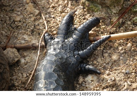 Alligator-claws Stock Images, Royalty-Free Images & Vectors | Shutterstock