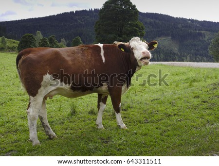 Laughing cow on a field in Austria