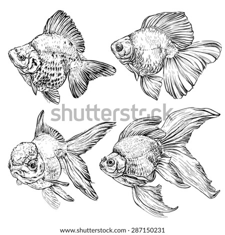 set of Goldfish. Vector illustration isolated on white