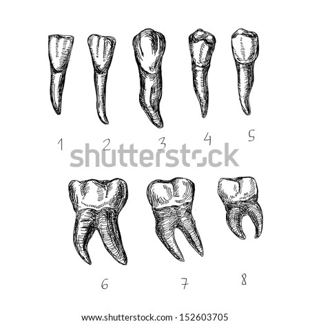 Engraving Vintage Tooth Set The Complete Stock Vector 94906477 ...