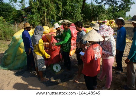 DONG THAP, VIET NAM- NOVEMBER 12: Trader buy rice of farmer, paddy grain in rice sack & arrange in pile, people weigh and take notes in Dong Thap, Viet Nam, November 12, 2013